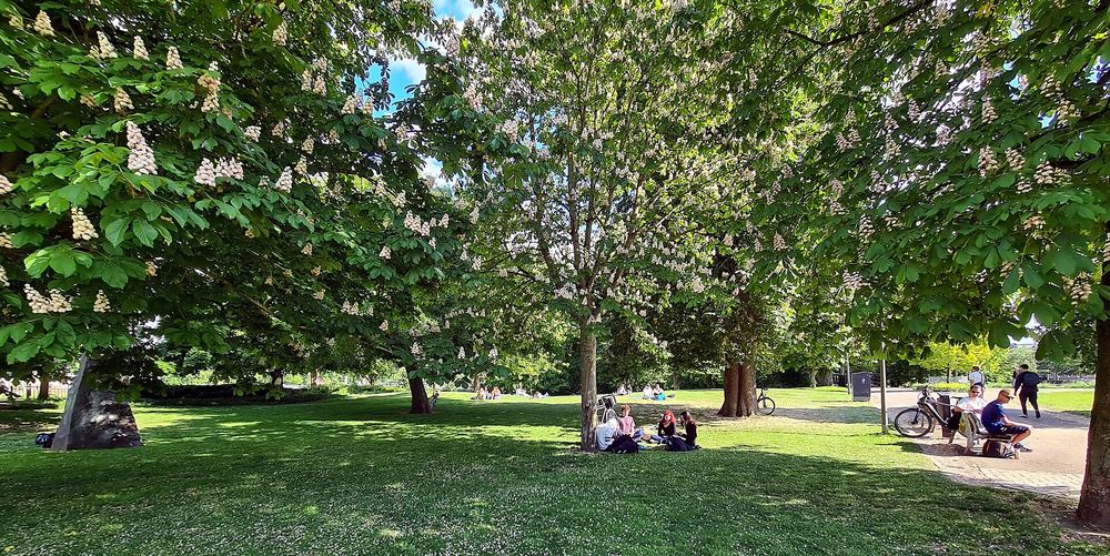 Het Stadspark van Maastricht in de zomer